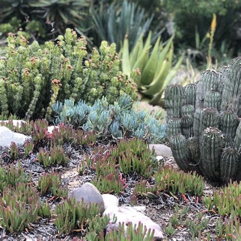 Ruby Witch Succulents: A Whimsical Trend in Urban Gardening